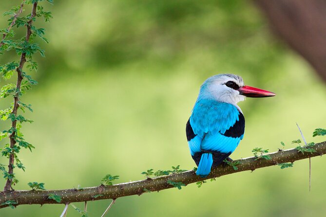 6 Days Tanzania Classic Safari - Ngorongoro Crater, a concentrated wildlife day
