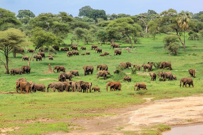 6 Days Tanzania Classic Safari - A final Serengeti morning before Karatu