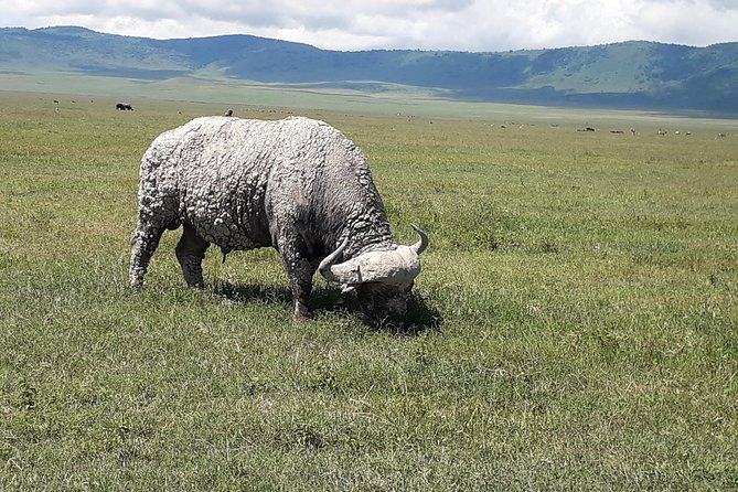 6 Days Tanzania Classic Safari - What the driving and daily rhythm are really like