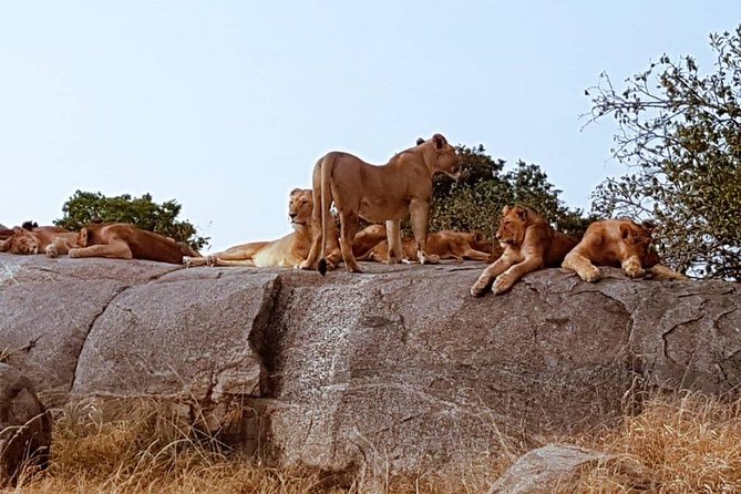 6 Days Tanzania Classic Safari - Arrival in Arusha at Elewana Arusha Coffee Lodge