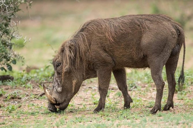6 Days Tanzania Luxury Safari Tour - Lodges, meals, and what the price really covers