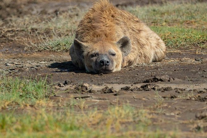 6 Days Tanzania Luxury Safari Tour - Guides, driving style, and the small-group advantage