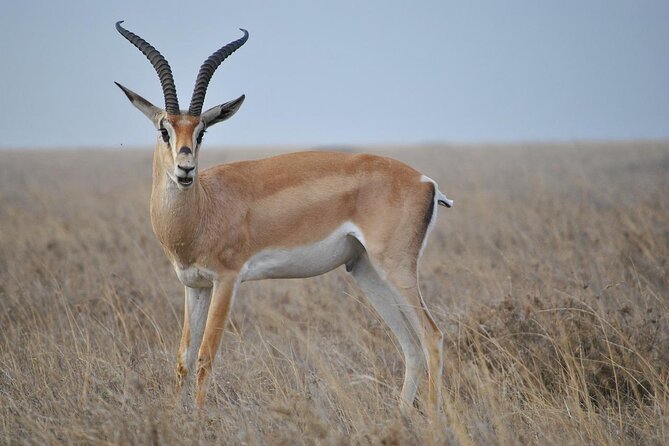 6 Days Tanzania Northern Circuit Safari - Key details to know before booking