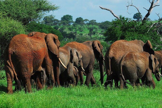 6 Days Tanzania Northern Circuit Safari - Day 1: Tarangire begins with elephants