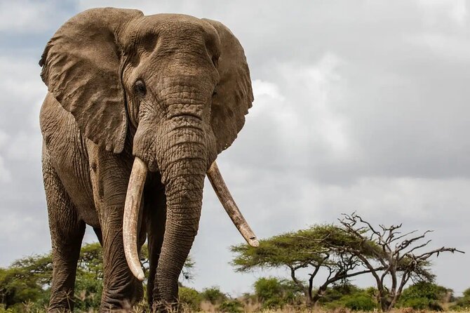 6 Days Tanzania Northern Circuit Safari - What the $5,200 price really covers