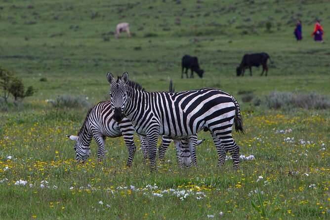 6 Days Tanzania Northern Circuit Safari - Private guiding and the human side of the trip