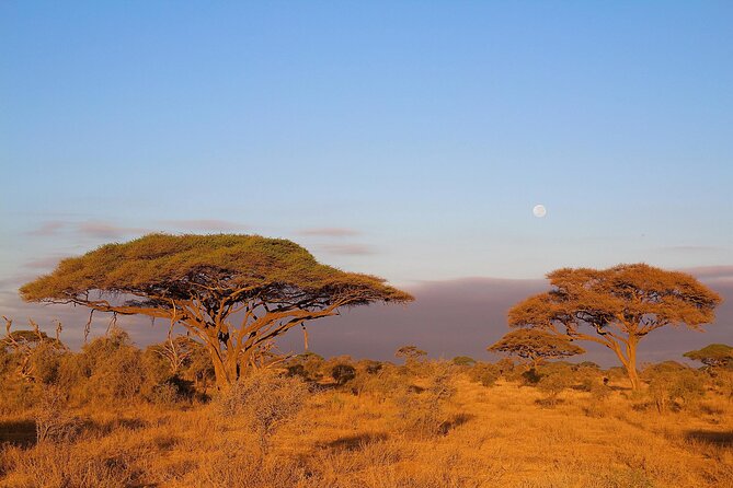 6 Days Tanzania Northern Circuit Safari - Day 2: Entering Serengeti by way of Ngorongoro