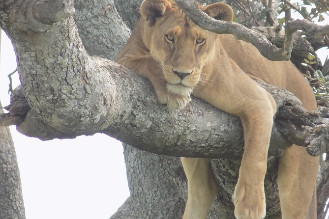 6 Days Tanzania Wildlife Safari Tour - Day one: Tarangire’s first wildlife introduction