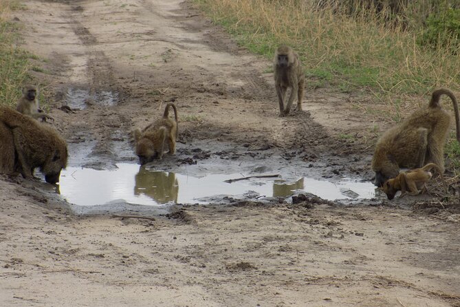 6 Days Tanzania Wildlife Safari Tour - Day five: From the Serengeti to Ngorongoro Crater