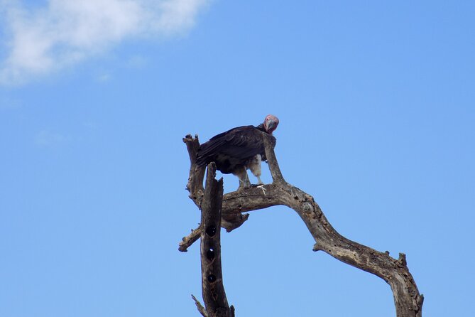 6 Days Tanzania Wildlife Safari Tour - Day six: Ngorongoro, Arusha, and the airport