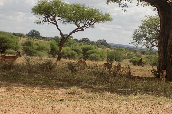 6 Days Tanzania Wildlife Safari Tour - What the private setup means for you