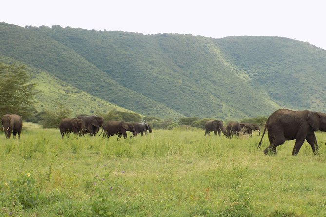 6 Days Tanzania Wildlife Safari Tour - Camping, meals, and what the price covers
