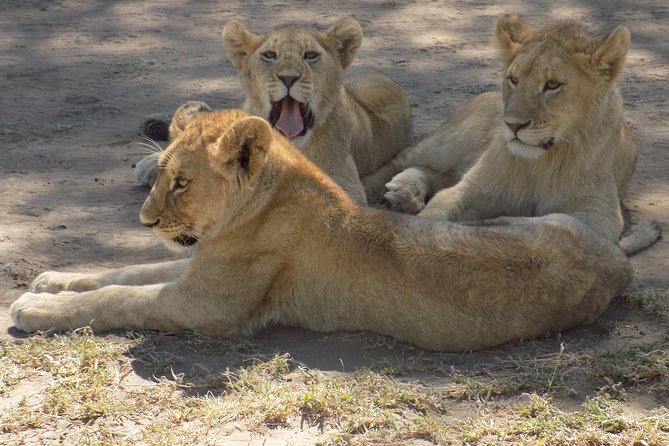 6 Days Tanzania Wildlife Safari Tour - How Godson shapes the experience
