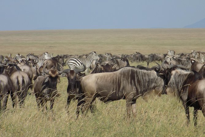 6 Days Tanzania Wildlife Safari Tour - Days three and four: More time in the Serengeti