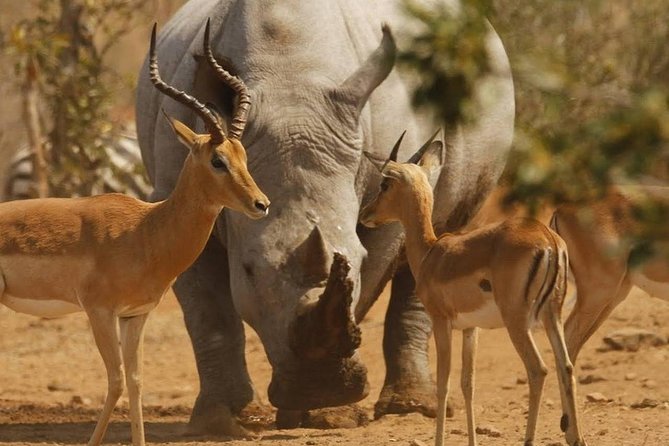 6 Days Tarangire,Serengeti, Ngorongoro & Manyara Mid-range Camping Safari Tour - Day One: Tarangires Elephants and Baobabs