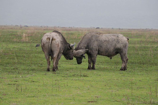 6 Days Tarangire,Serengeti, Ngorongoro & Manyara Mid-range Camping Safari Tour - Day Five: The Volcanic Bowl of Ngorongoro