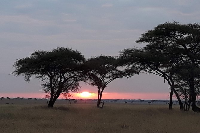 6 Days Tarangire,Serengeti, Ngorongoro & Manyara Mid-range Camping Safari Tour - Day Six: Lake Manyara and Lions in Trees