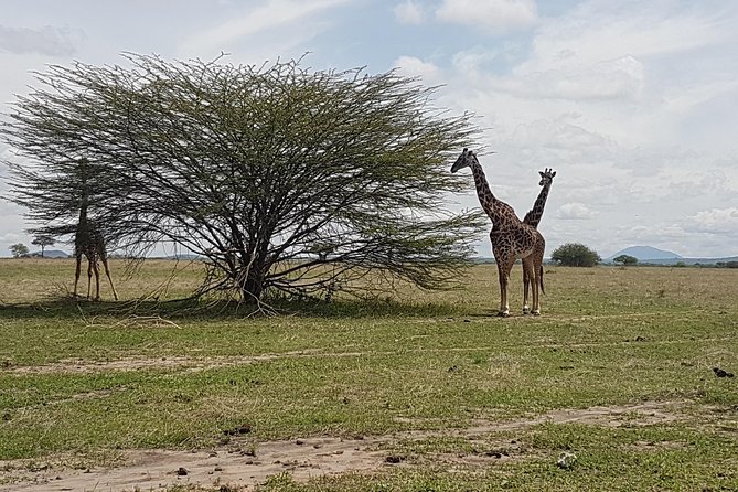 6 Days Tarangire,Serengeti, Ngorongoro & Manyara Mid-range Camping Safari Tour - What the Price Means