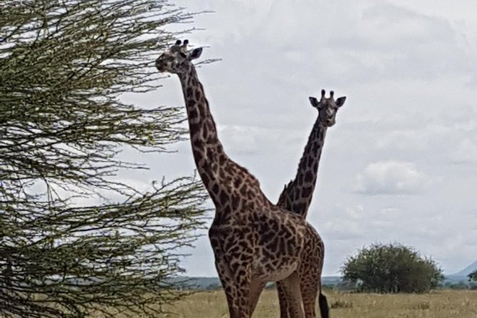 6 Days Tarangire,Serengeti, Ngorongoro & Manyara Mid-range Camping Safari Tour - Should You Book It?