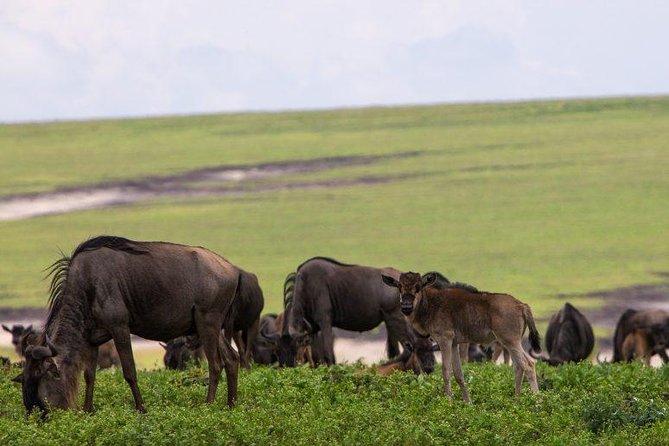 6 Days Tarangire,Serengeti, Ngorongoro & Manyara Mid-range Camping Safari Tour - Days Two to Four: Finding the Serengetis Big Cats
