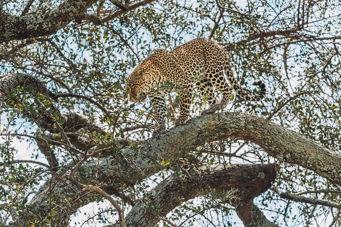 6-DayThe Best of Northern Tanzania Safari - Day 6: Forest, birds, and elephants at Lake Manyara