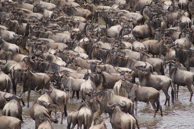 7 Day 6 nights Great Migration Classic Tanzania Safari - Why Tarangire is a smart first stop