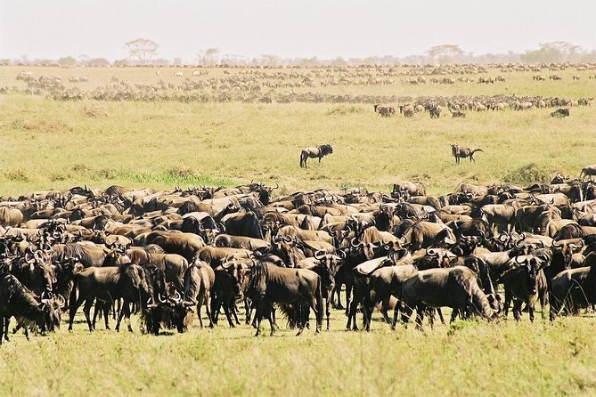 7 Day 6 nights Great Migration Classic Tanzania Safari - Ngorongoro adds a very different day
