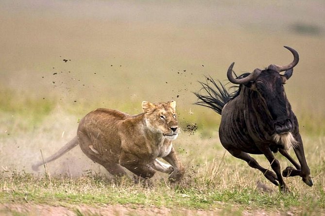 7 Day 6 nights Great Migration Classic Tanzania Safari - The Serengeti brings the migration story into focus