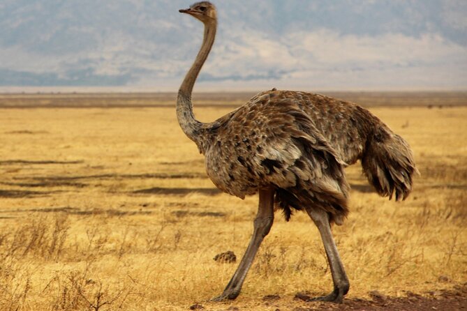 7 Day Grand Tanzania Safari - Day 3: the long road into the Serengeti