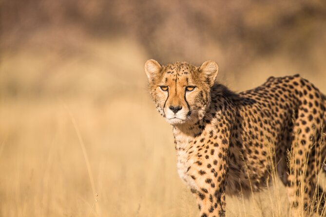 7 Day Grand Tanzania Safari - Day 4: two game drives in the central Serengeti