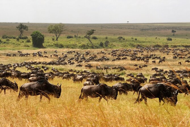 7 Day Grand Tanzania Safari - Day 6: the wildlife bowl of Ngorongoro Crater