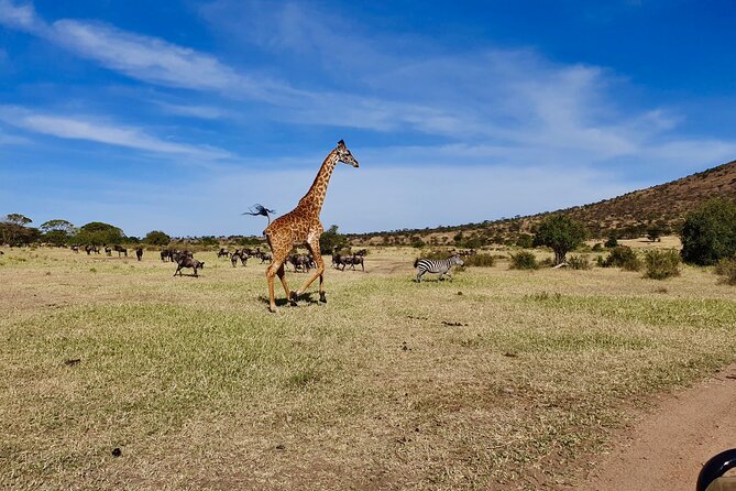 7 Day Grand Tanzania Safari - Day 7: back to Arusha by midday