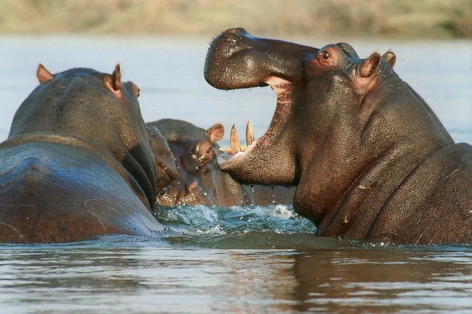 7 Day Grand Tanzania Safari - Day 1: elephants and baobabs in Tarangire