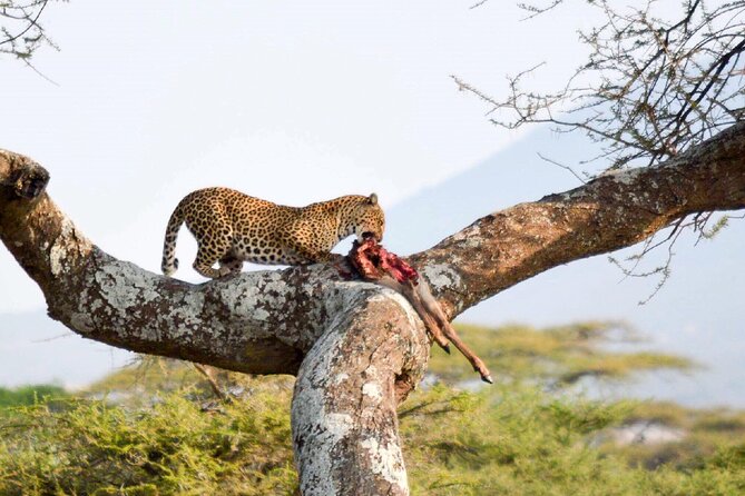 7-Day Great Migration Safari - Days 3 to 5: Three nights in the Serengeti