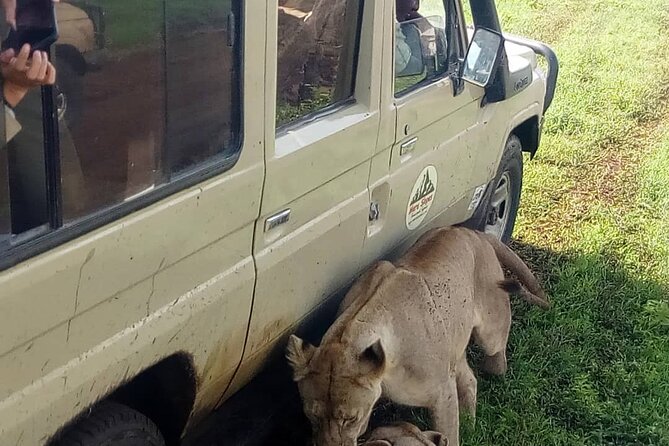7-Day Group Camping Tarangire/Serengeti/Ngorongoro/lake Manyara - Days 3 and 4: two full days in the Serengeti
