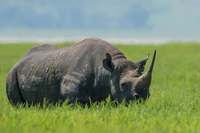 7-Day Group Camping Tarangire/Serengeti/Ngorongoro/lake Manyara - Day 5: sunrise, one last Serengeti drive, and Ngorongoro