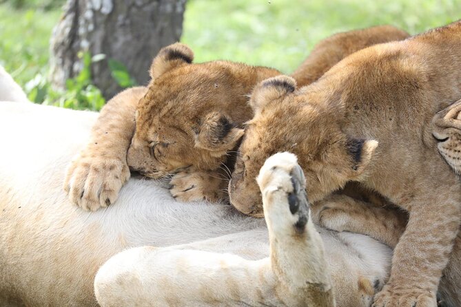 7-Day Group Camping Tarangire/Serengeti/Ngorongoro/lake Manyara - Day 7: Lake Manyara and the return to Arusha