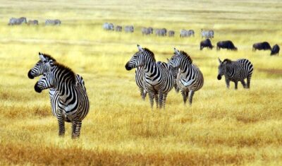 7 Day Joined Safari Serengeti,Ngorongoro,Manyara,Tarangire,Arusha National Park