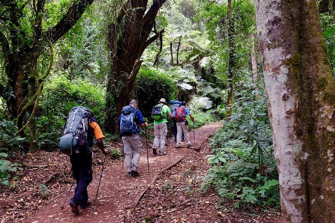 7-Day Kilimanjaro Climb–Lemosho R. Scenic Adventure to the summit - Day 2: Shira Camp Two and the Open Moorland