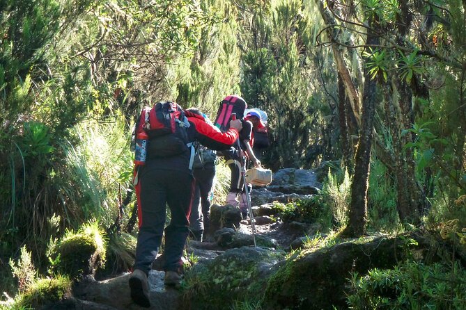 7 Day Kilimanjaro Machame climb - Day 3: Lava Tower, altitude practice, and Barranco Valley