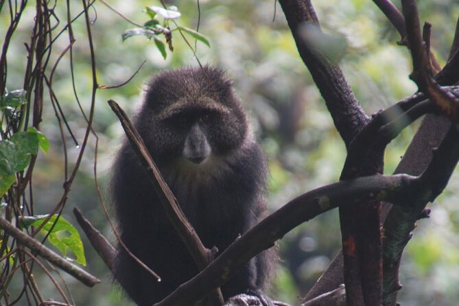 7 Day Kilimanjaro Machame climb - Day 6: The midnight climb to Uhuru Peak