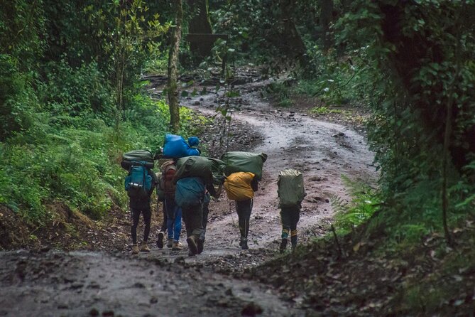 7 Day Kilimanjaro Machame climb - Day 7: Descent through the rainforest to Mweka Gate