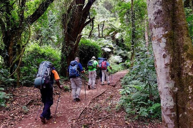 7-Day Machame Route Kilimajaro - Day 3: Lava Tower and Barranco Valley