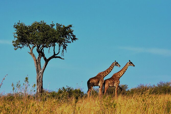 7-Day Magical Tanzania Safari -Premium High End Package - Arriving under Mount Meru in Arusha