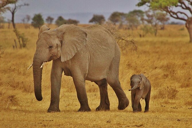 7-Day Magical Tanzania Safari -Premium High End Package - Lake Manyara shifts the focus to birds