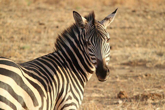 7-Day Magical Tanzania Safari -Premium High End Package - Ngorongoro Crater closes the safari strongly