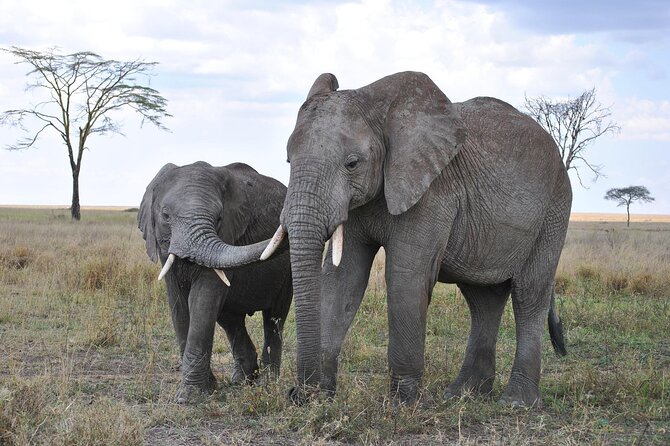7-Day Magical Tanzania Safari -Premium High End Package - What the premium price really buys