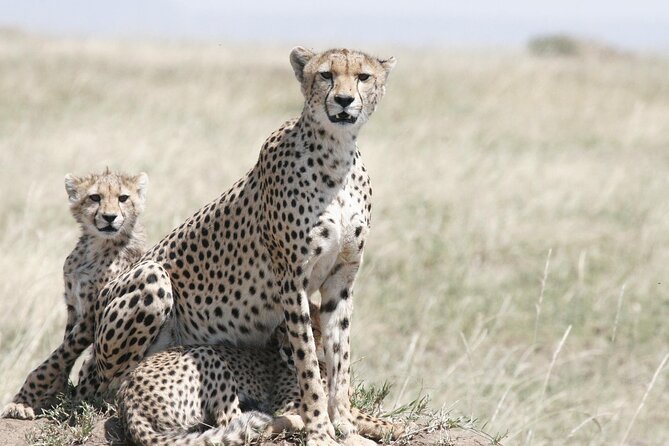 7-Day Magical Tanzania Safari -Premium High End Package - Tarangire brings elephants and a walking safari