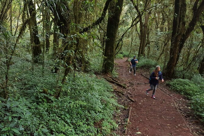 7-Day Mountain Climbing in Machame Route - Day 7: Mweka Gate and the return to Arusha or Moshi