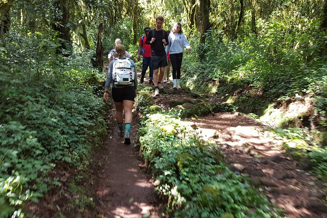 7-Day Mountain Climbing in Machame Route - Day 2: Shira Camp and the change to open moorland